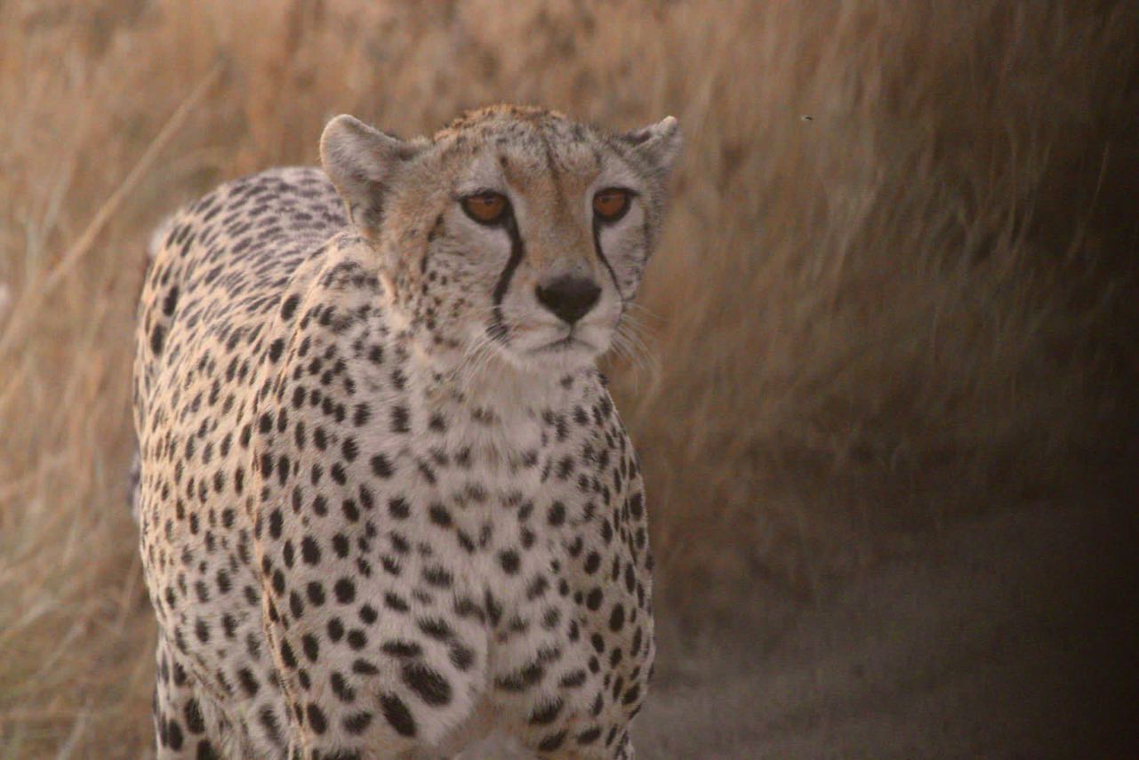 Private Safari Tours Africa